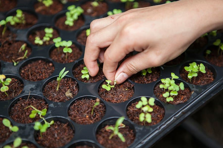A close-up of green plants growing in natural light